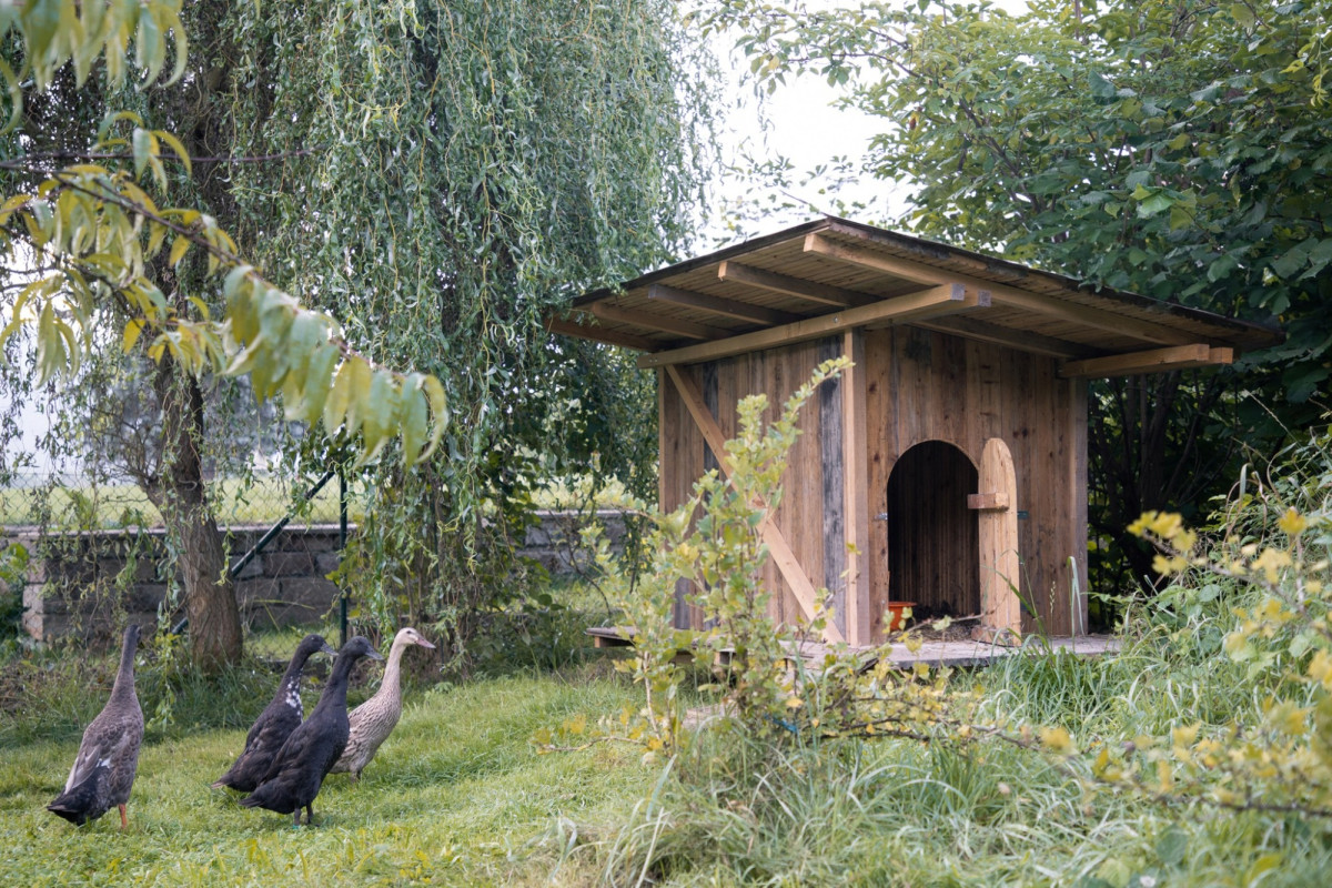 K rodinnému domu navrhl architekt i kachník a postavil ho z odpadních prken, uživatelé se odměnili vajíčky