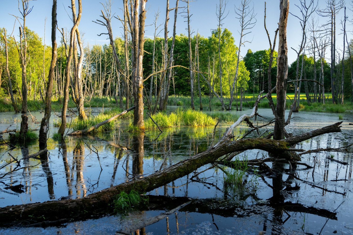 Obnova rašelinišť jde naproti dekarbonizačním cílům EU a zároveň zastaví těžkou ruskou vojenskou techniku, jestli zemědělci dovolí